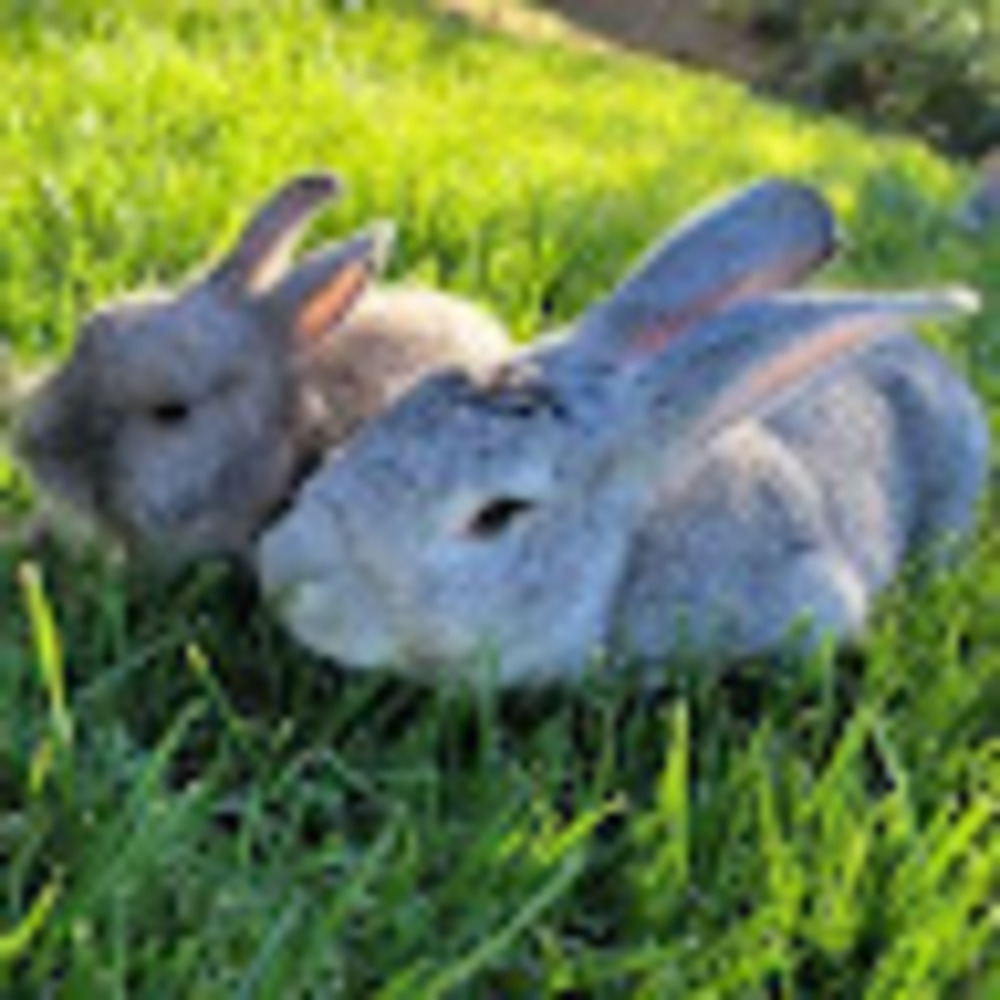 Meet your Posher, Bun